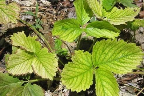 strawberry leaves