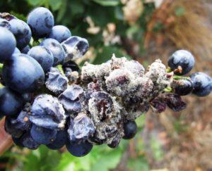 Gartenblaubeerkrankheiten und ihre Behandlung, Schädlingsbekämpfungsmethoden