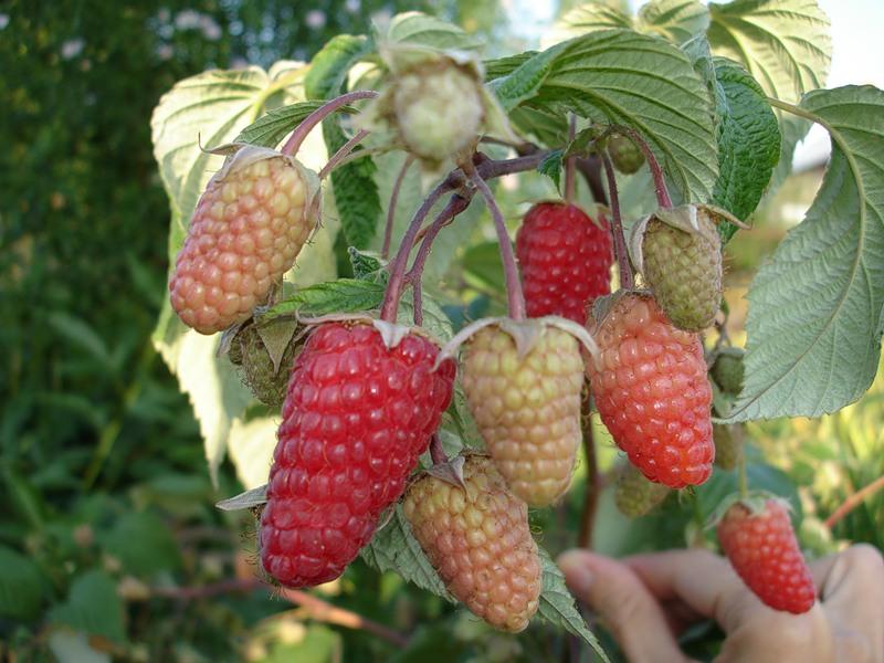 variedades de frambuesa gigante