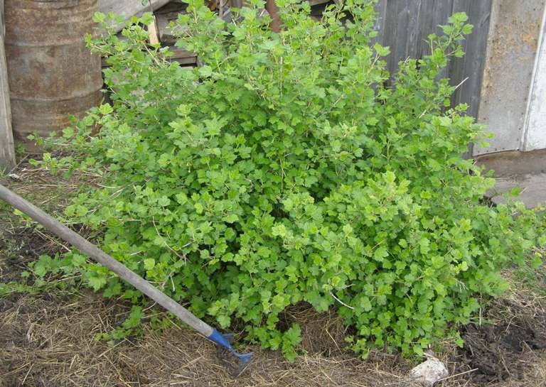 gooseberry bush