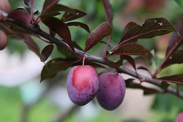 lama prune cerise