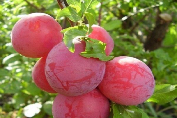 variété de fruits