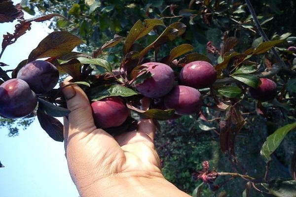 la fruta misma es polinizada