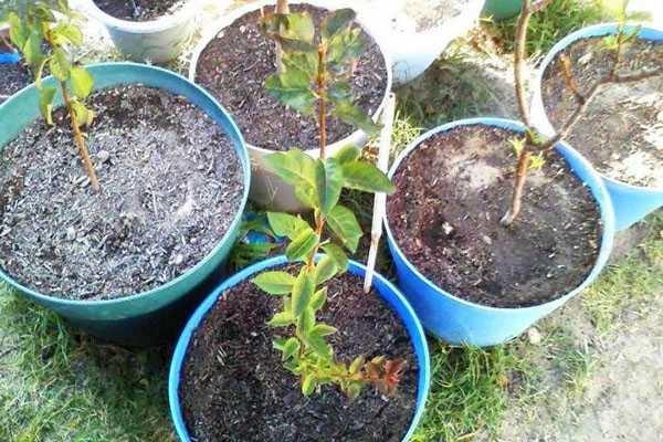 seedlings for planting