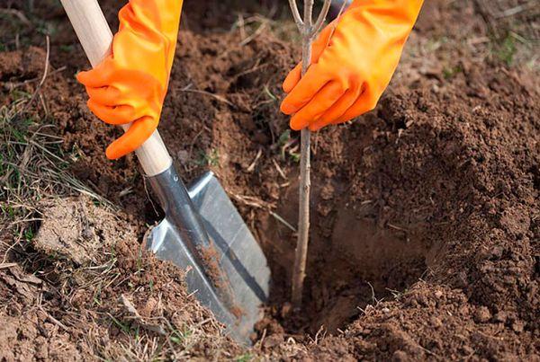 planting a tree