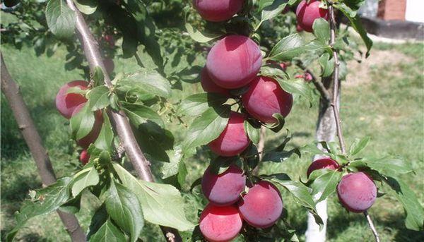 ciruela cereza roja