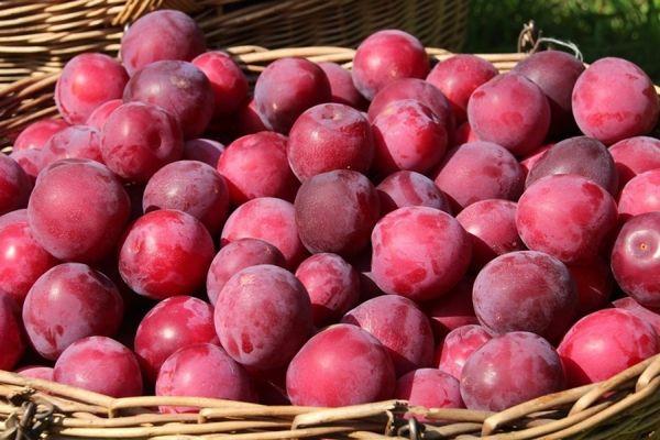 basket with cherry plum