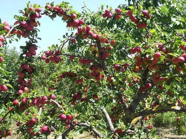 árbol con frutas