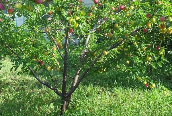 árbol joven