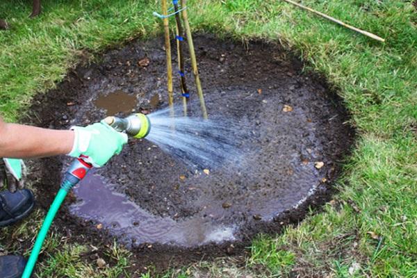 watering trees