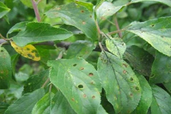 pest on foliage