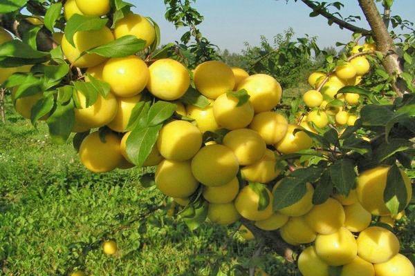  cherry plum Tsarskaya