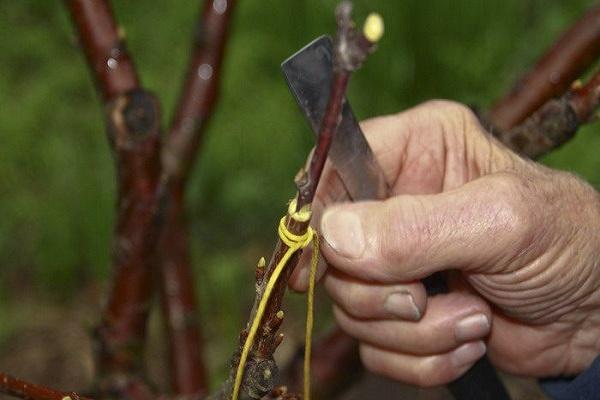 grafting cuttings