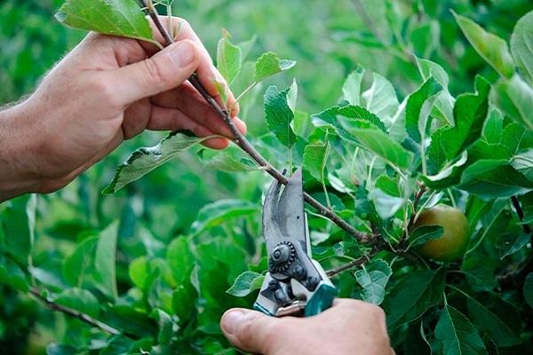 propagation pruning