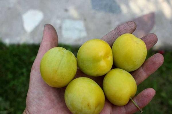 large berries