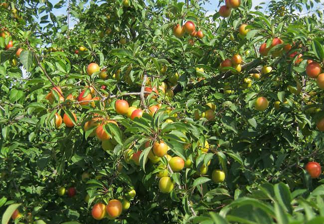 cereza ciruela mara