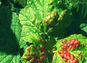 Comment traiter l'anthracnose de cassis, les symptômes et le traitement de la maladie