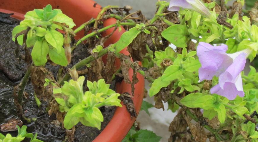 Late blight of petunia