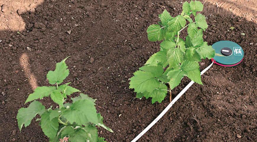 planting raspberries