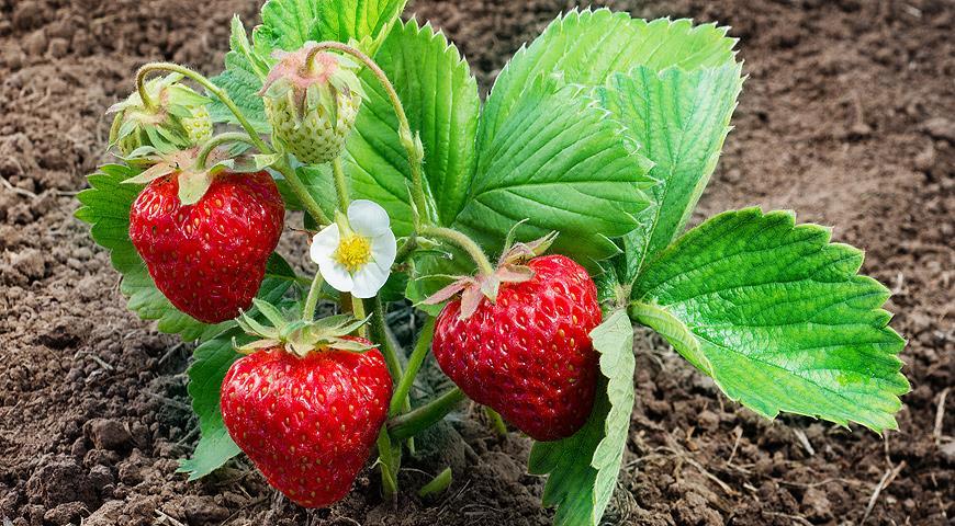 strawberry mara de bois