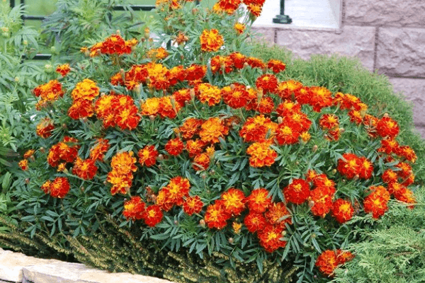 penggunaan marigolds