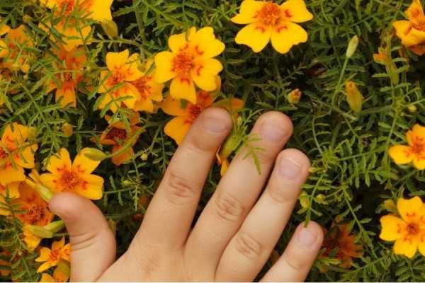 holding flowers