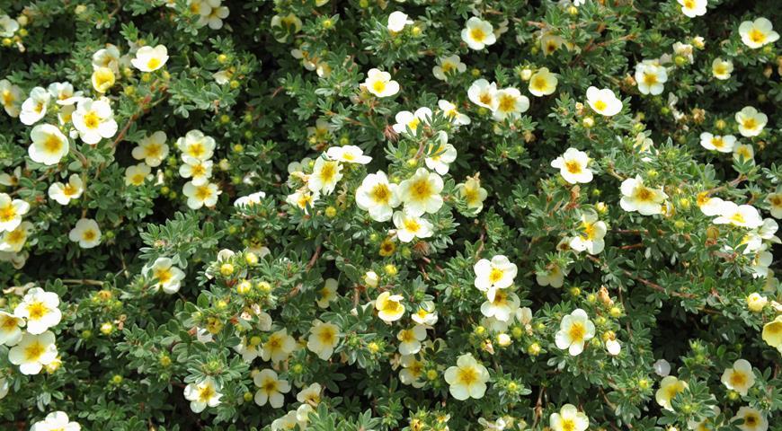 shrub cinquefoil