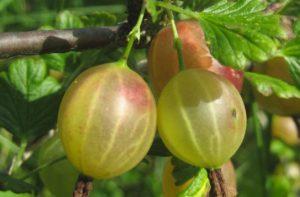 Description of the best varieties of studless gooseberries for different regions