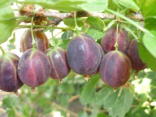 gooseberry masak