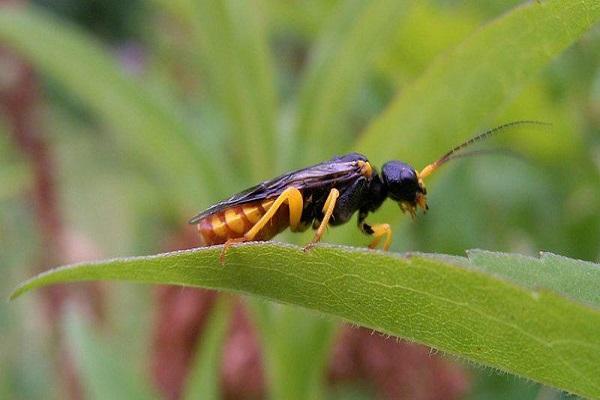 plum sawfly