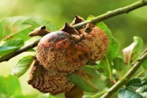 Causas y tratamiento de enfermedades y plagas de la ciruela cereza, las mejores formas de tratarlas.