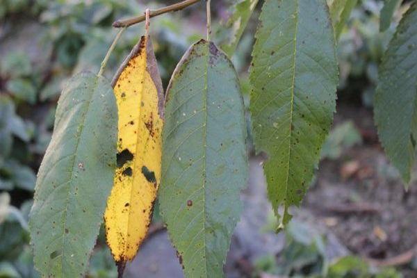 leaf coccomycosis