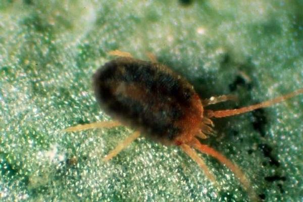 fruit mite