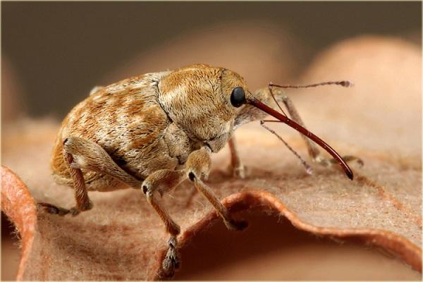 les insectes nuisibles