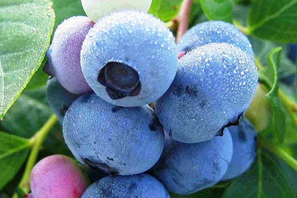 fresh blueberries