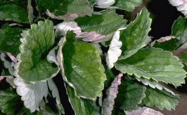 strawberry leaves curl