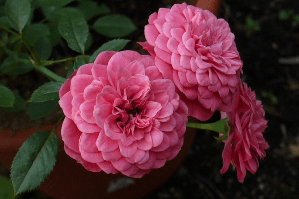 border rose