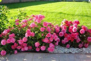 Description des variétés de rosiers Border, plantation, culture et entretien dans le jardin