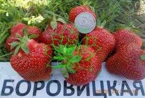 Paglalarawan at mga katangian ng Borovitskaya strawberry, paglilinang at pagpaparami