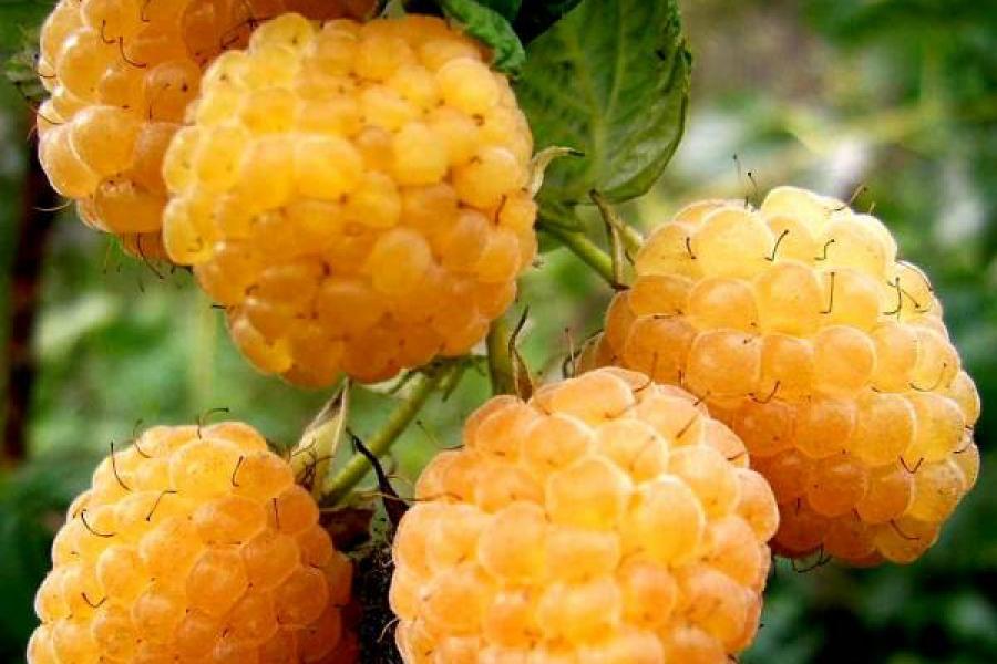 yellow raspberry