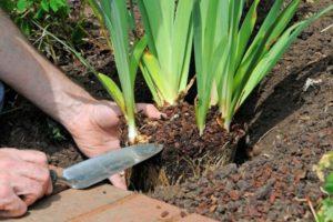 The better to feed irises, the rules and timing of fertilization