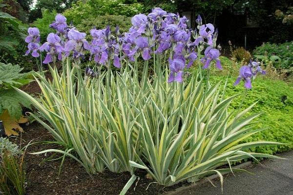 flor de iris