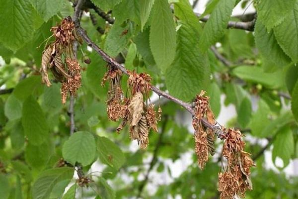 moniliosis de cereza dulce