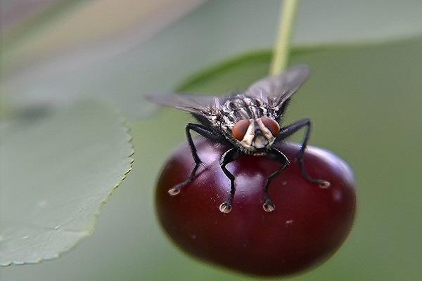 mouche cerise