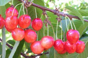 Description de la variété de cerise douce Bryanskaya Pink, plantation, entretien et pollinisation