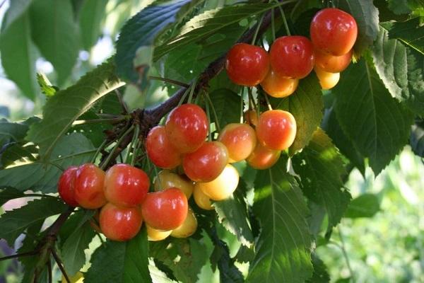 los frutos están madurando