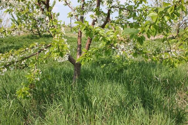 fleurir dans le jardin