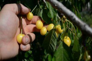 Descripción de las variedades de cerezas Drogana Yellow, plantación, cuidado y polinización.