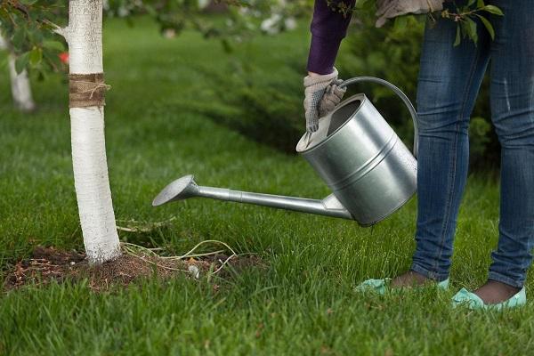 seedling care