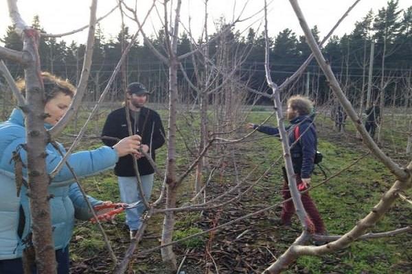 tree pruning